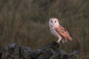 Barn owls at Briddlesford - Barn owl Debra O'Connor Shutterstock.com