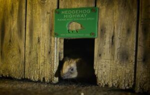 Christopher Morgan Hedgehog Street Highway