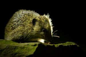 hedgehog at night