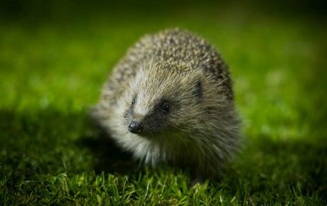 Christopher Morgan - hedgehog on a lawn at night