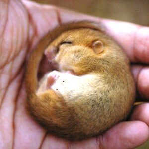 Dormouse torpor in hand - Rhys Owen Roberts - square