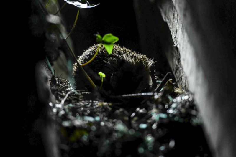 Erin Black - hedgehog at night