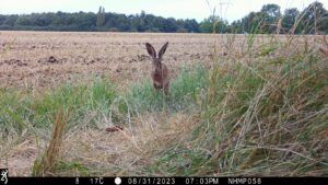 Hare-spotted-on-a-National-Hedgehog-Monitoring-Programme-trail-camera-in-Notts