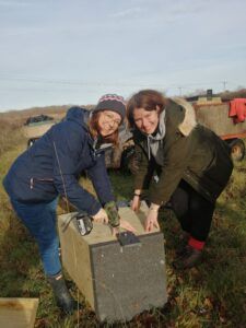 Barn owls at Briddlesford