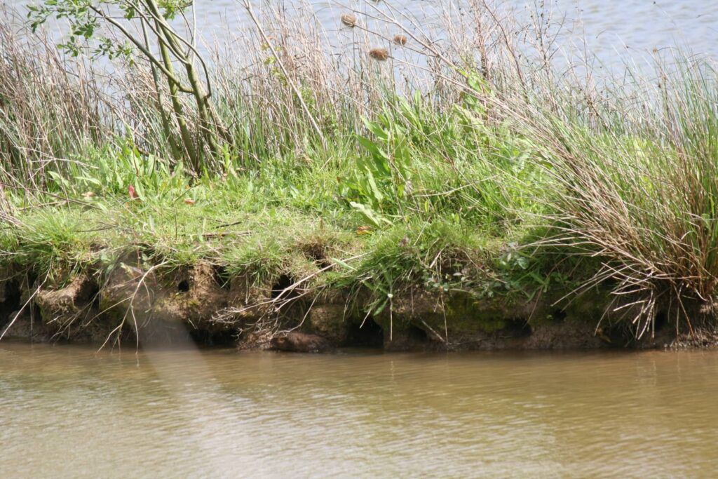 Water vole burrows