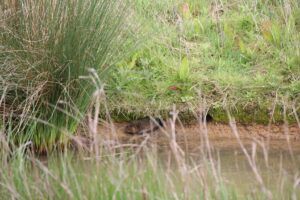 A water vole emerging from a burrow on the side of a river bank. Invasive non-native species week looking at American Mink