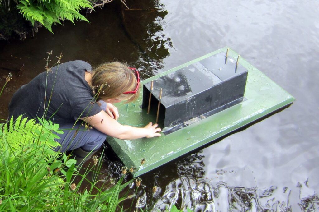 American mink raft