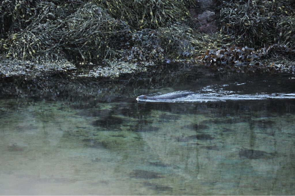 American mink swimming