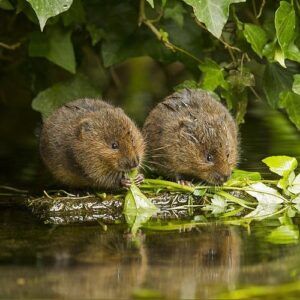 baby-water-voles-feeding-jenny-hibbert