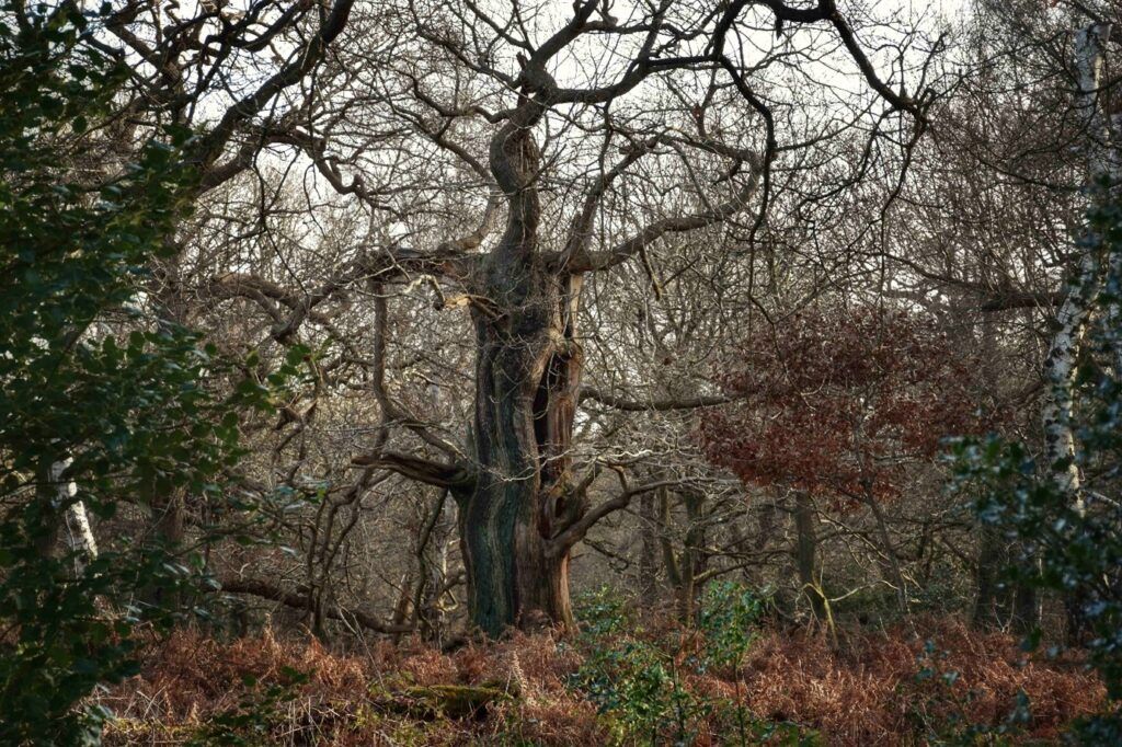 A Sherwood ancient oak. Credit Tammy Herd.