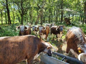 English-Longhorn-cattle-in-Sherwood-Forest.-Credit-Paul-Cook