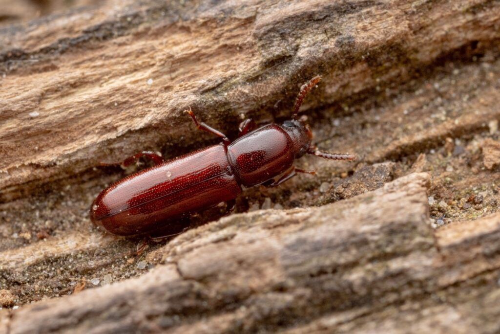 Teredus cylindricus photographed in Sherwood Forest. Photo by Alex Hyde.