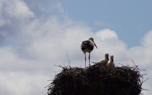 Can we bring back white storks to Devon - PTES intern