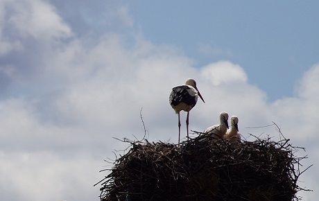 Can we bring back white storks to Devon - PTES intern thumbnail