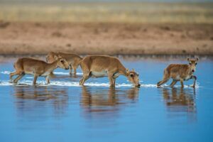 Herd of saiga antelope