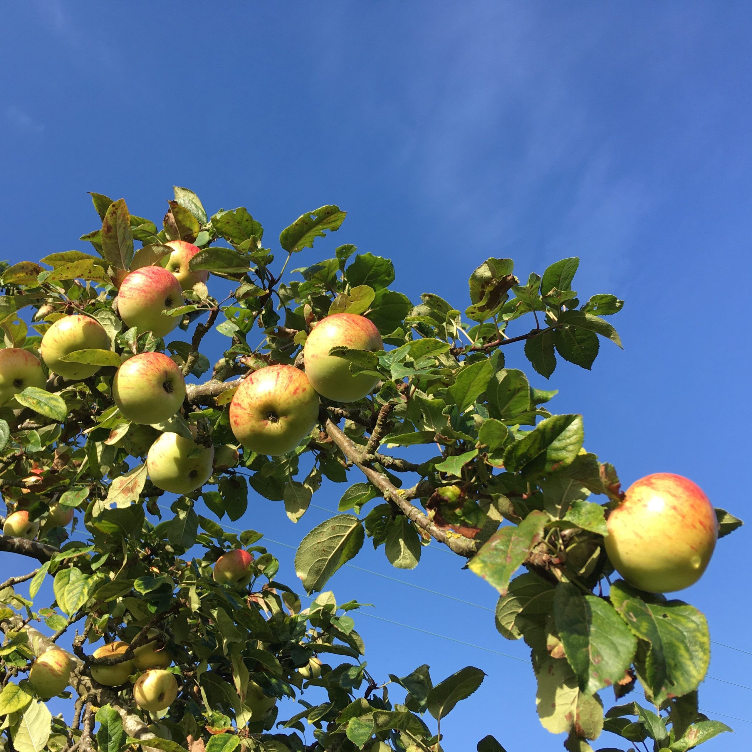 Traditional orchards need our help