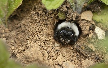 Ashy mining bee by Bailey Carswell-Morris - thumbnail