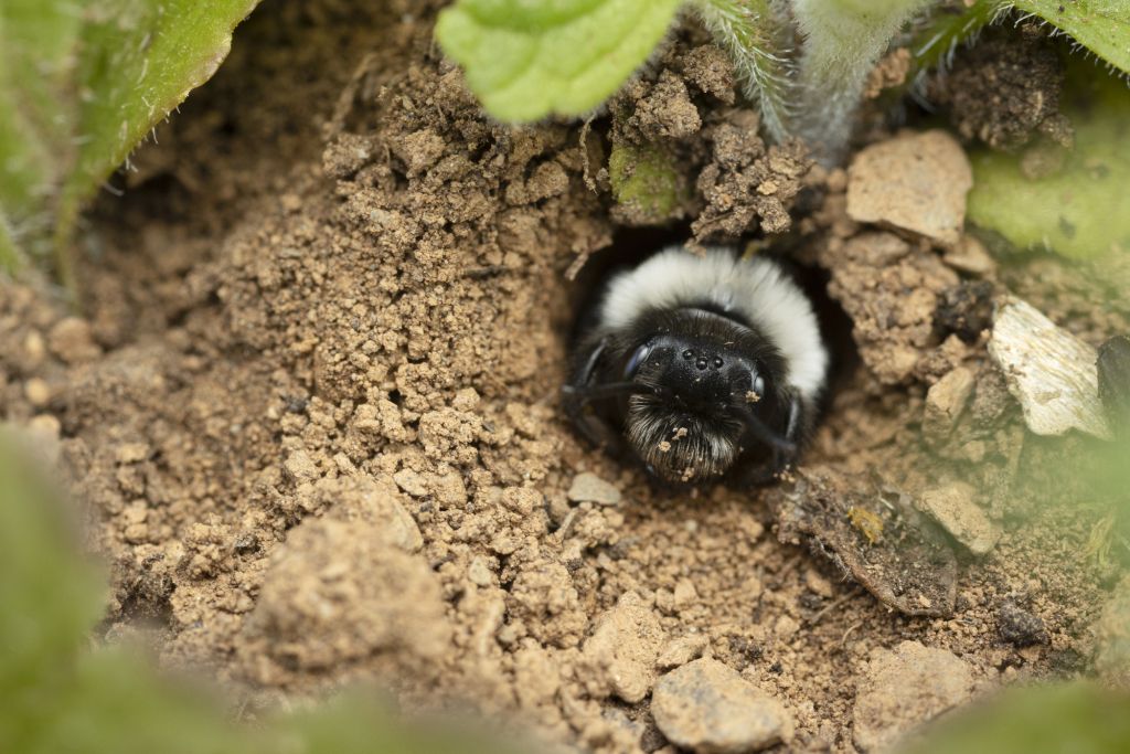 Ashy mining bee by Bailey Carswell-Morris. People's Trust for Endangered Species (PTES)