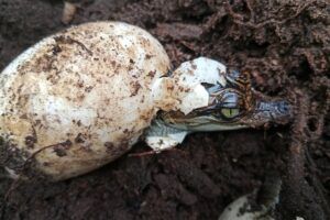 Siamese crocodile hatchling emerging from its egg. © Bros Pov, Fauna & Flora.