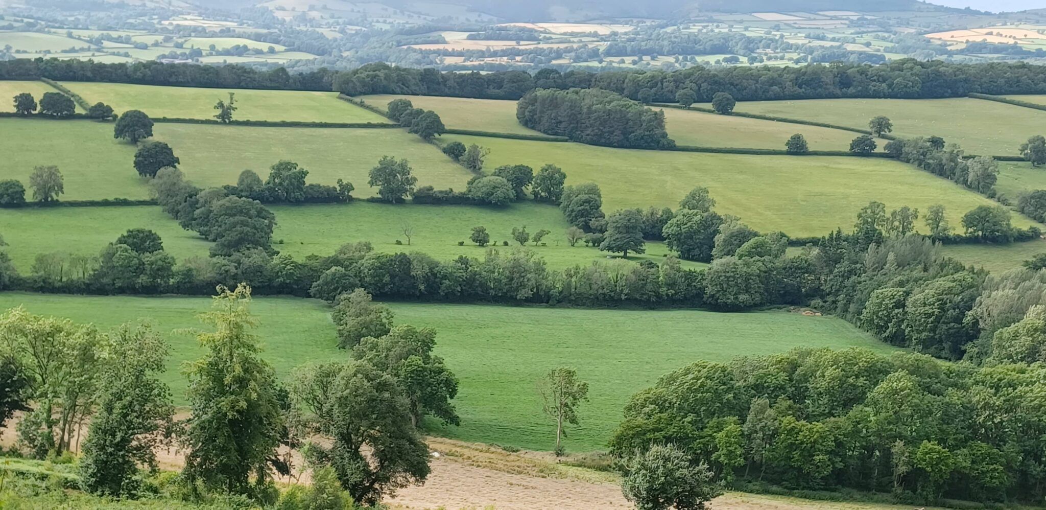 Hadge Rows PTES’ Healthy Hedgerows survey now available on Land App - PTES