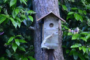 Dormouse in bird nest box - credit Angela Pounder.