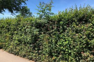 H5-A-Thick-dense-well-managed-and-diverse-hedge.