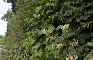 Honeysuckle in Devon by Megan Gimber. People's Trust for Endangered Species