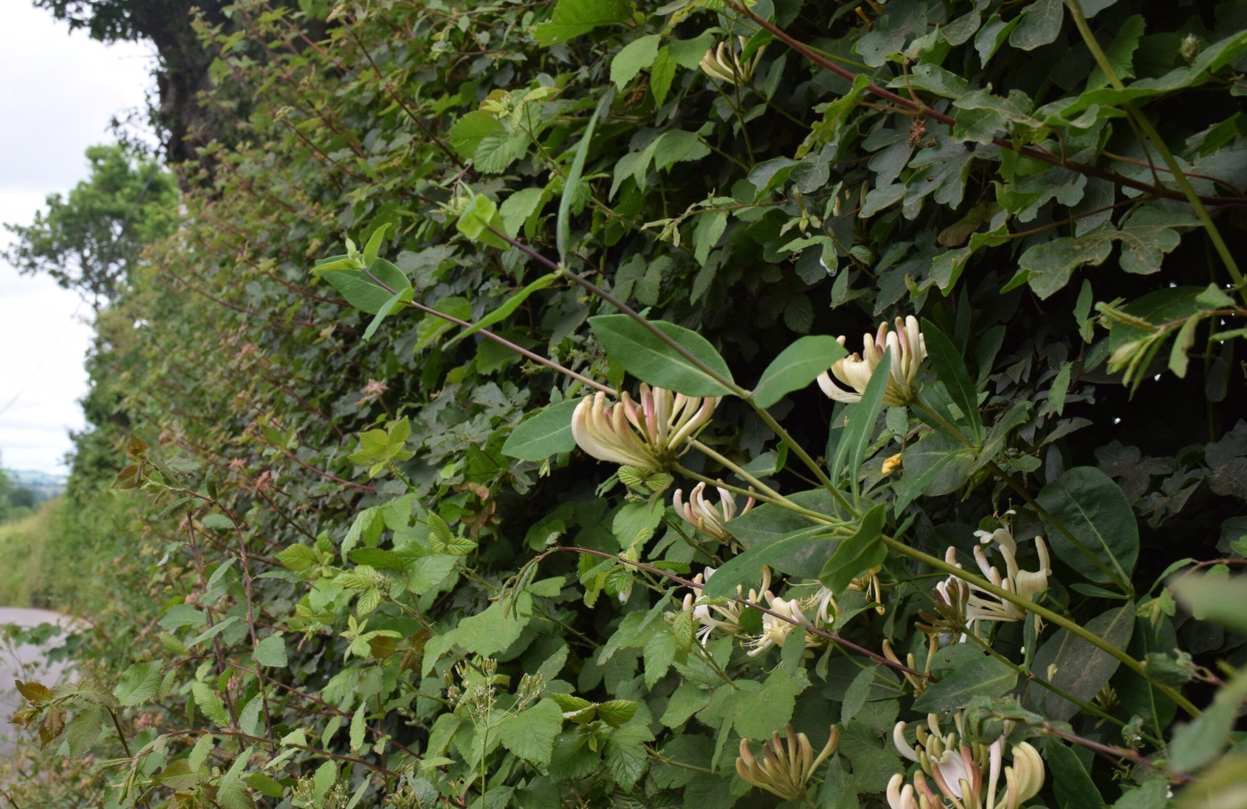 Hazel dormice in hedges and scrubs