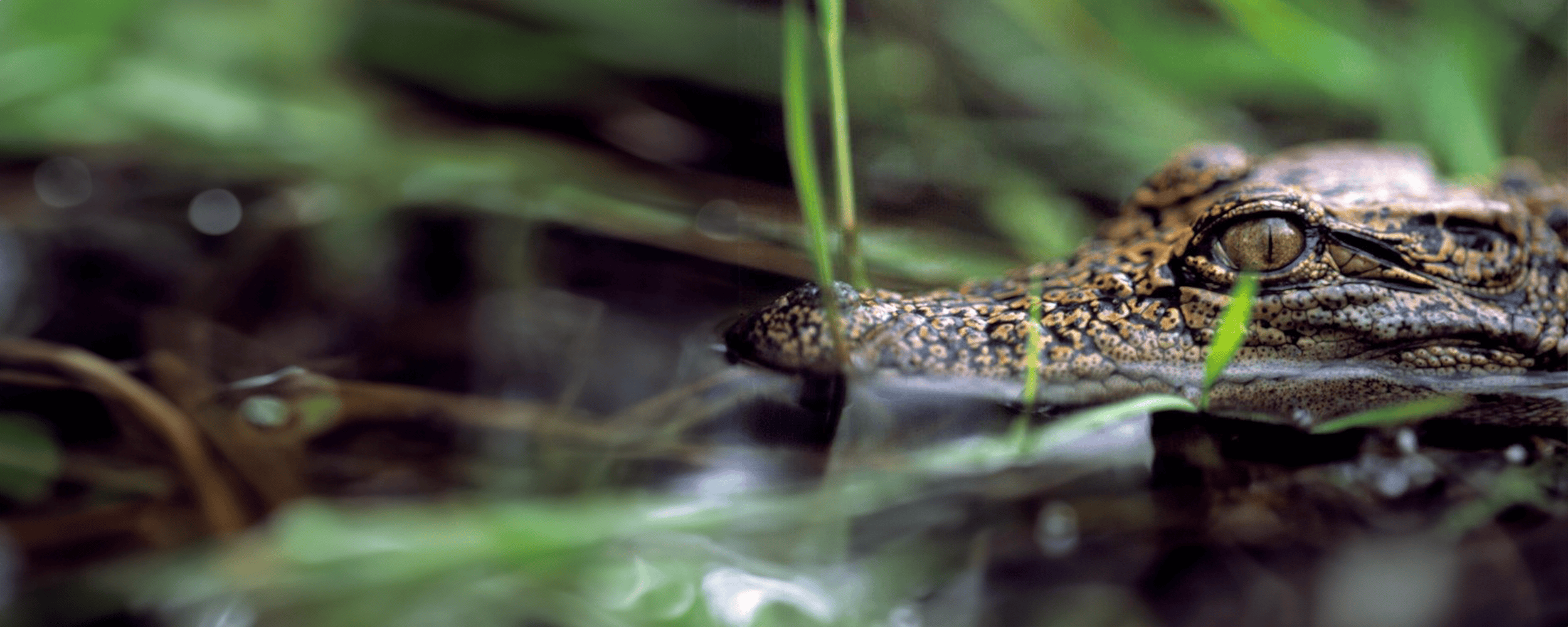 Siamese crocodile, Cambodia. Credit Jeremy Holden FFI - extended