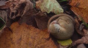 Torpid dormouse in leaves open - Lorna Griffiths