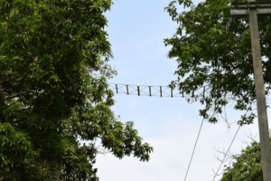 Canopy Bridge for hoolock gibbons and golden langurs