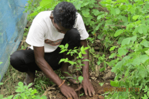 Community Plantation for Hoolock gibbons and golden langurs