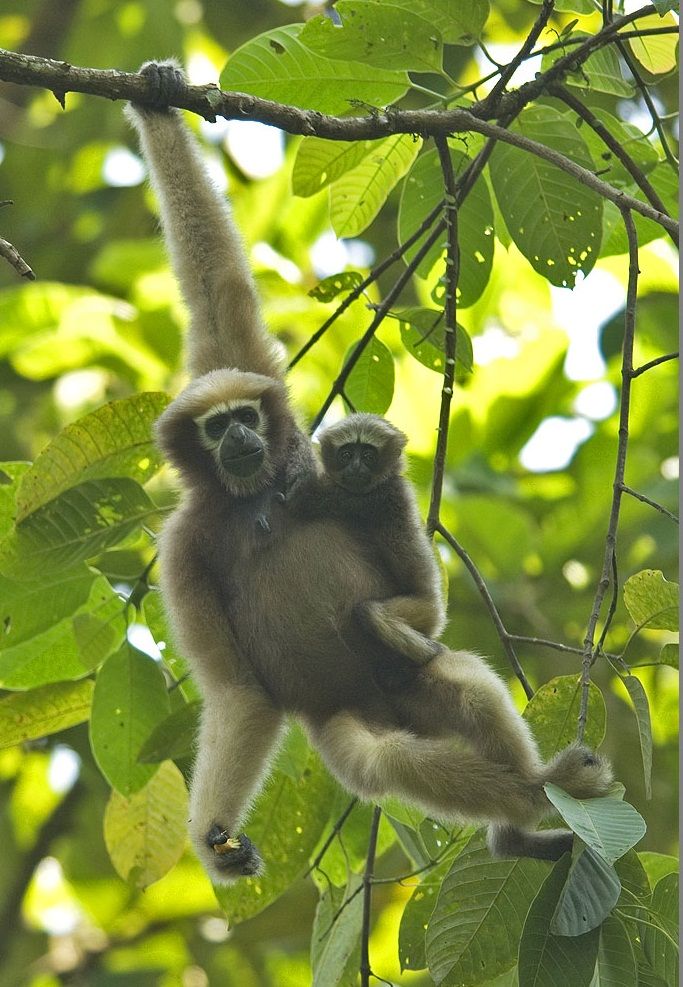 Female Gibbon with infant by Jihosuo Biswas