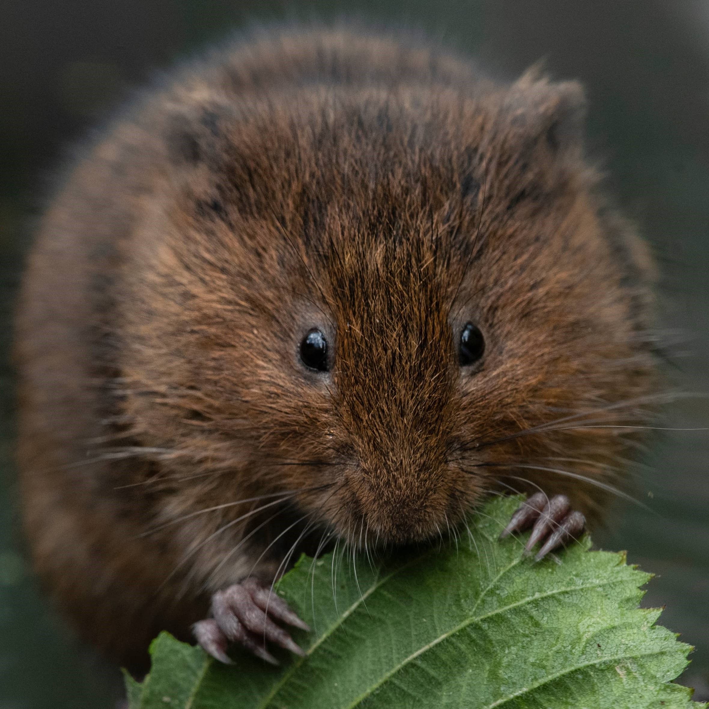 Save our water voles