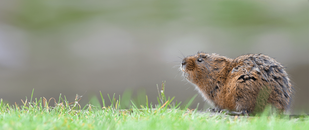A water vole on a river bank. Credit @CraigJones17 Craig Jones Wildlife Photography