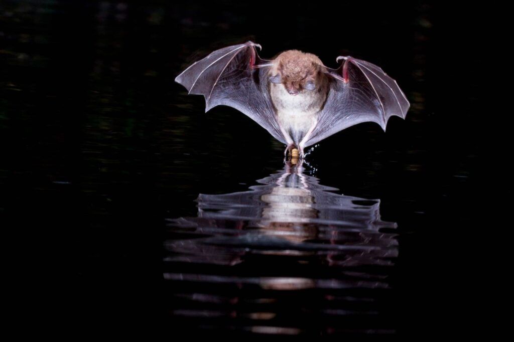 Dauberton's Bat. Image credit Agami Photo Agency | Shutterstock.com