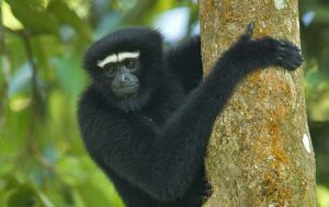 Gibbon by Jihosuo Biswas Conservation Partnership PTES