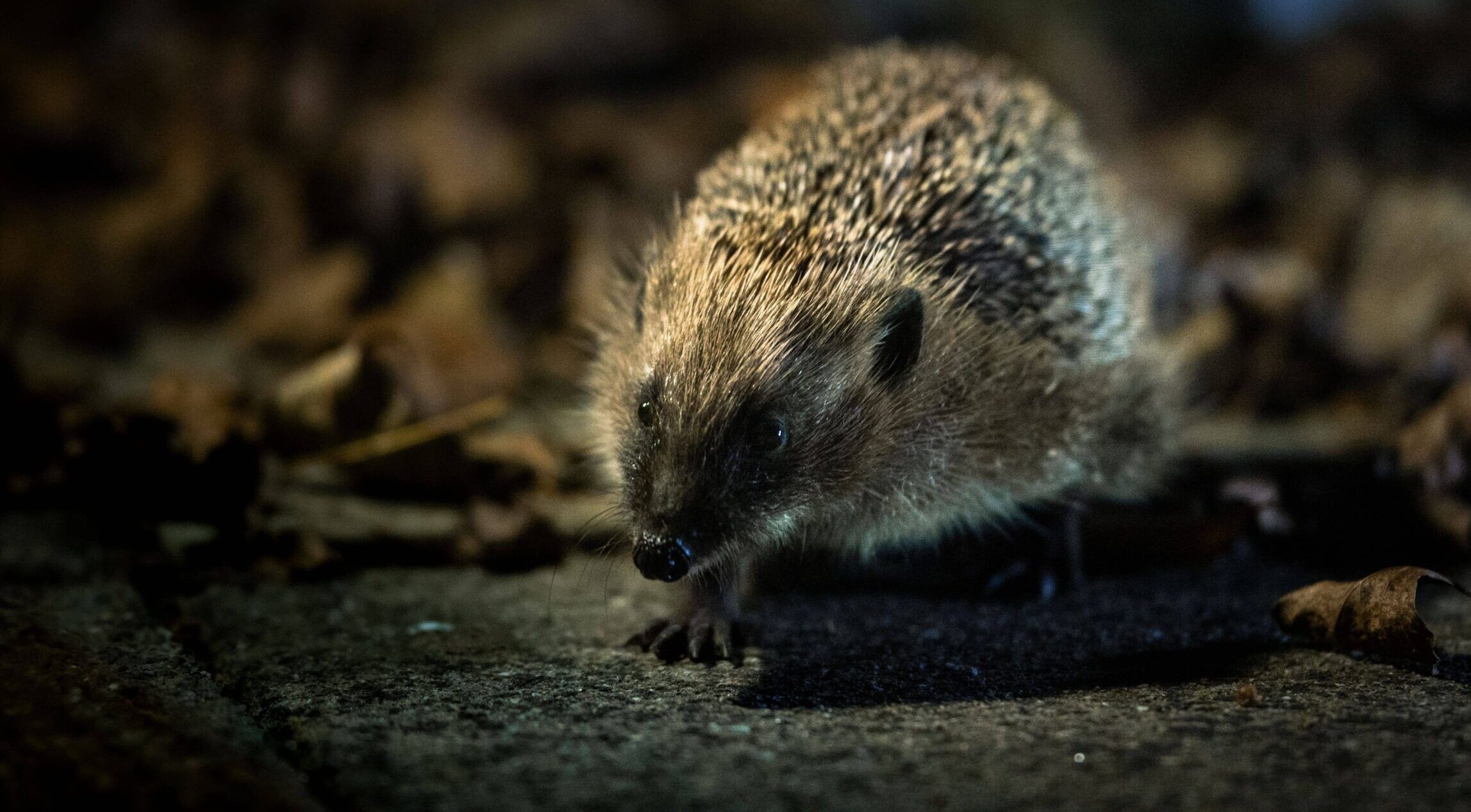 A hedgehog at night by photographer Christopher Morgan