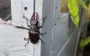 Male stag beetle on a planter. Thumbnail