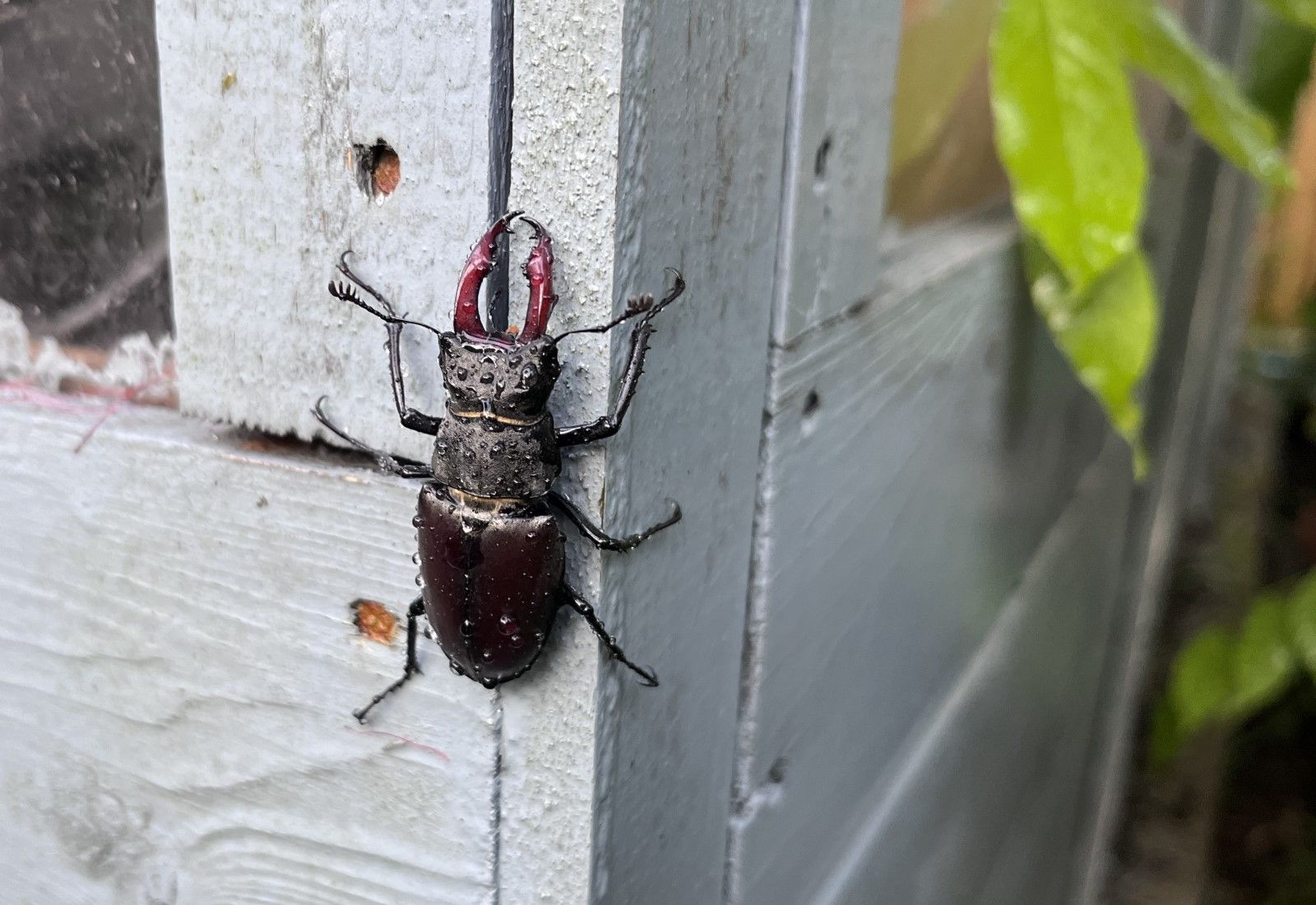 Male stag beetle