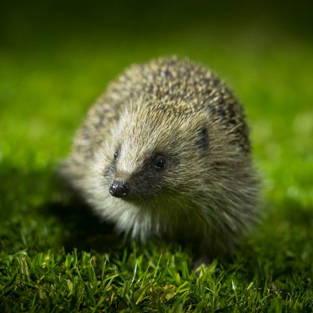 Help save our hedgehogs