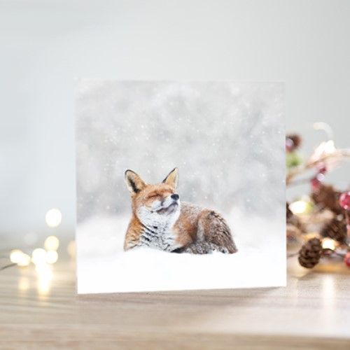 Support endangered species at Christmas