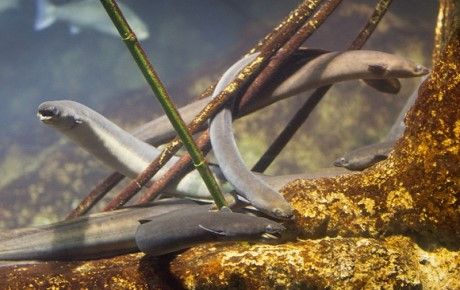 Anguilla-anguilla - European Eel - People's Trust for Endangered Species thumbnail