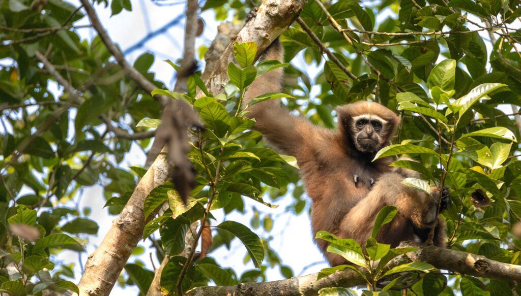 Female_Western_hoolock_gibbon - People's Trust for Endangered Species