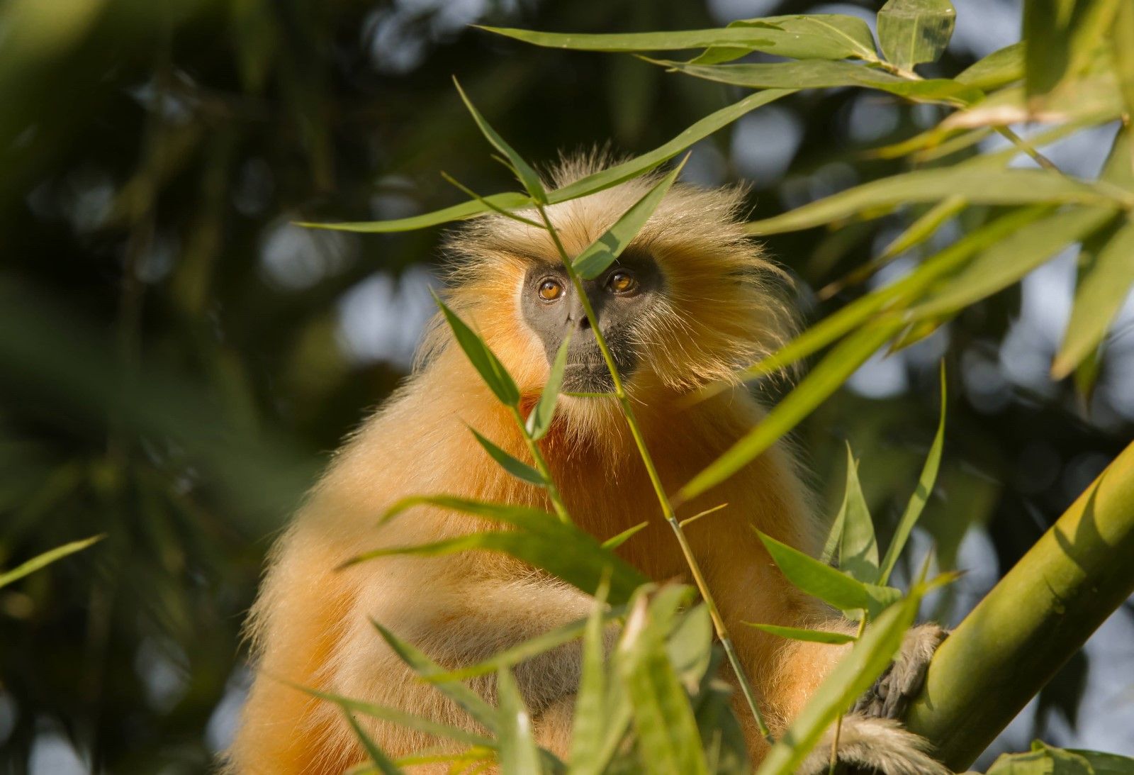 Golden langurs are considered one of the 25 most endangered primates on the planet.