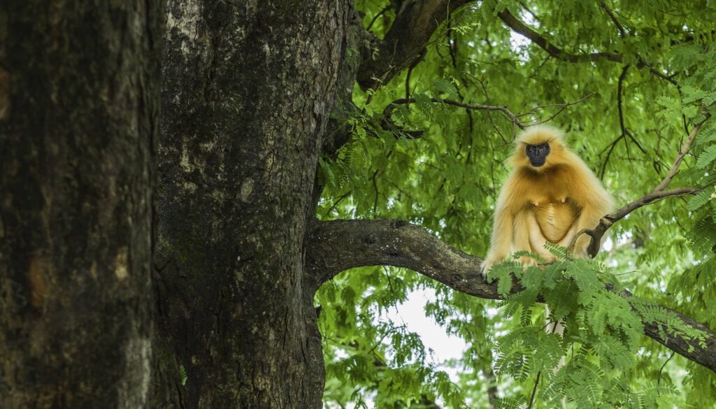 Golden langur Daniel J. Rao 2 Shutterstock - People's Trust for Endangered Species