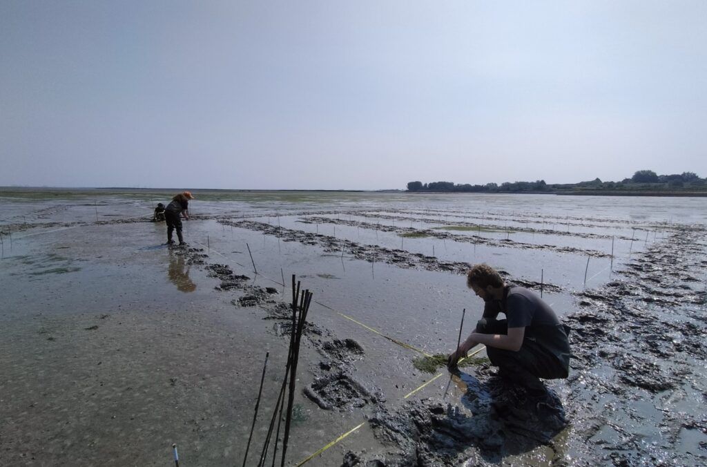 Seagrass. People's Trust for Endangered Species. Morwenna Grigg