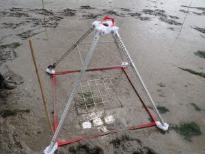 Seagrass. People's Trust for Endangered Species