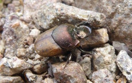 Onthophagus_coenobita - Dung beetles - thumbnail