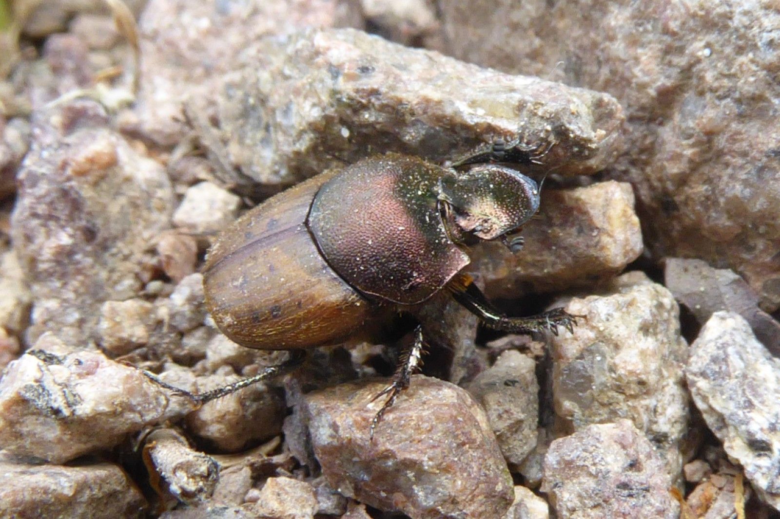 Onthophagus_coenobita - Dung beetles - People's Trust for Endangered Species